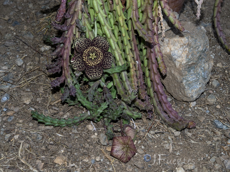 Orbea variegata.01