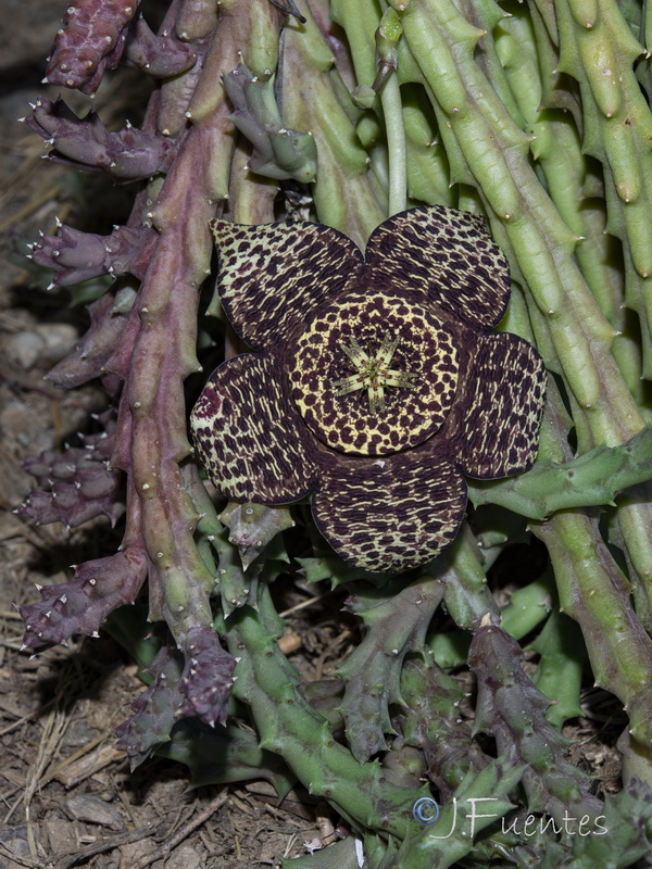 Orbea variegata.02