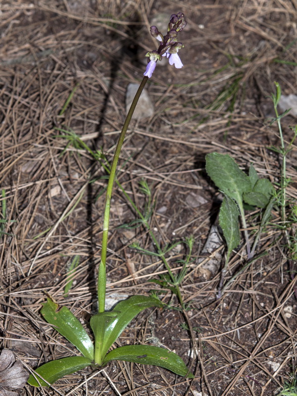 Orchis cazorlensis.02