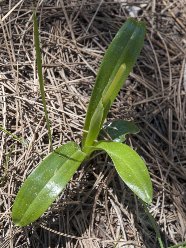 Orchis cazorlensis.03