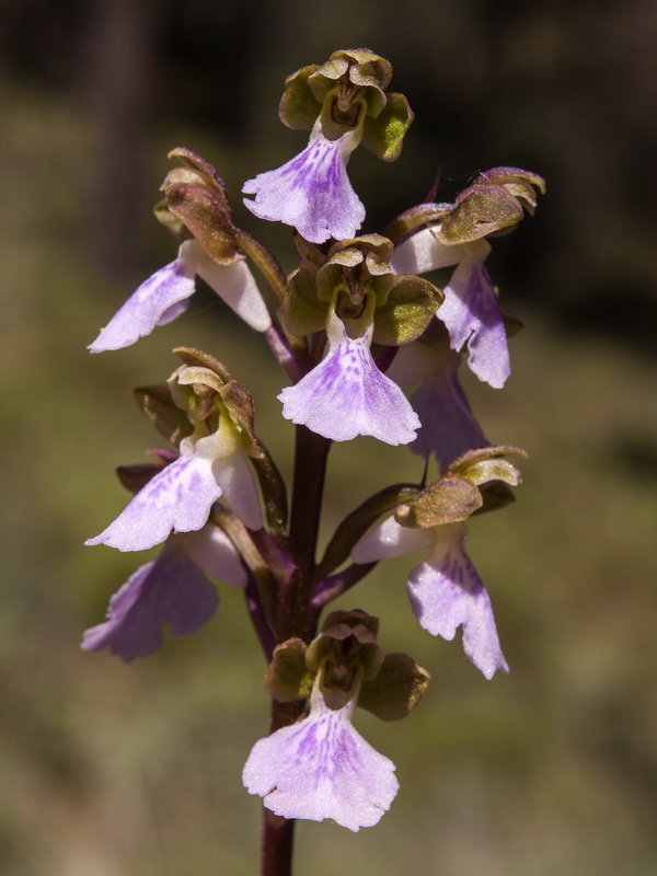 Orchis cazorlensis.05