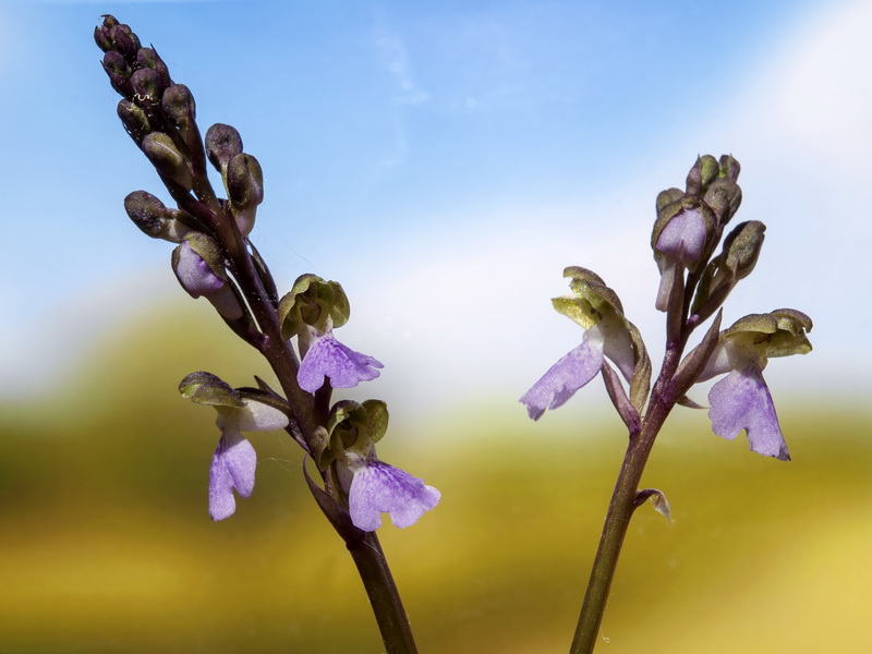Orchis cazorlensis.06