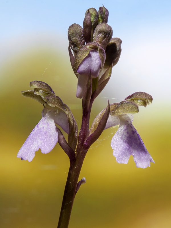 Orchis cazorlensis.09