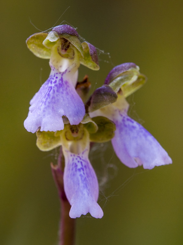 Orchis cazorlensis.10