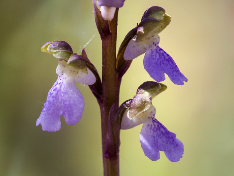 Orchis cazorlensis.11