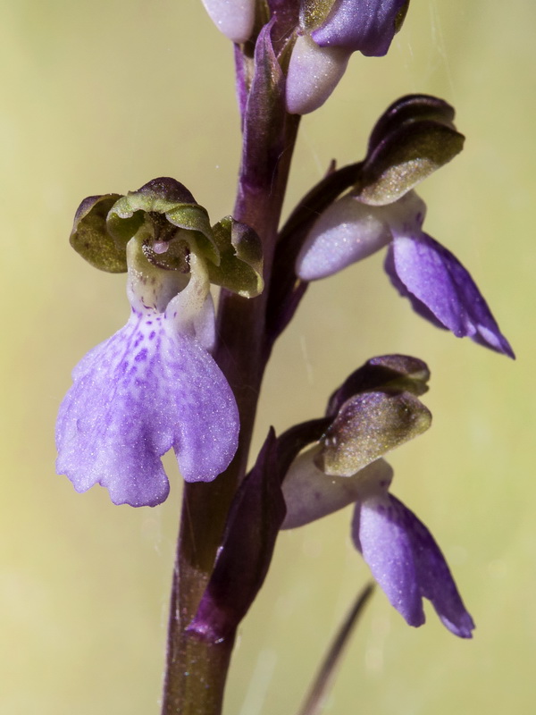 Orchis cazorlensis.12