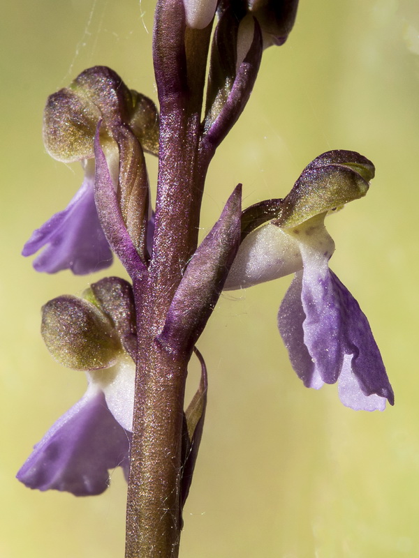 Orchis cazorlensis.13
