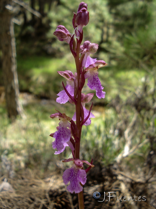 Orchis cazorlensis.17