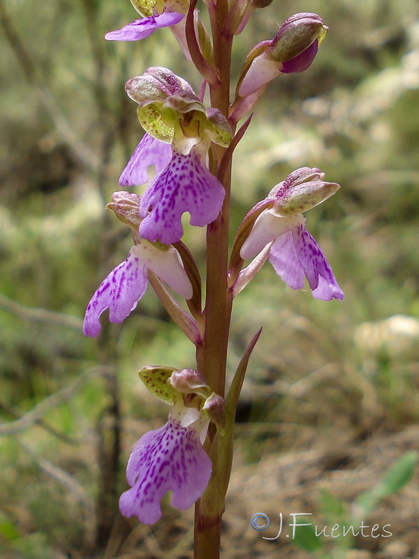 Orchis cazorlensis.18