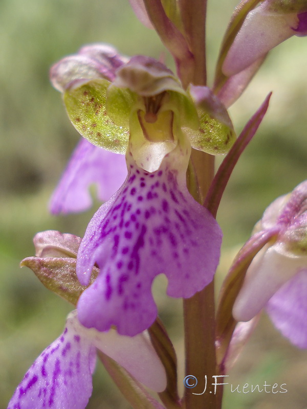Orchis cazorlensis.20