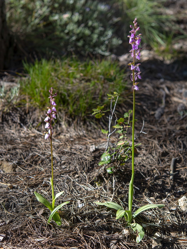 Orchis cazorlensis.02