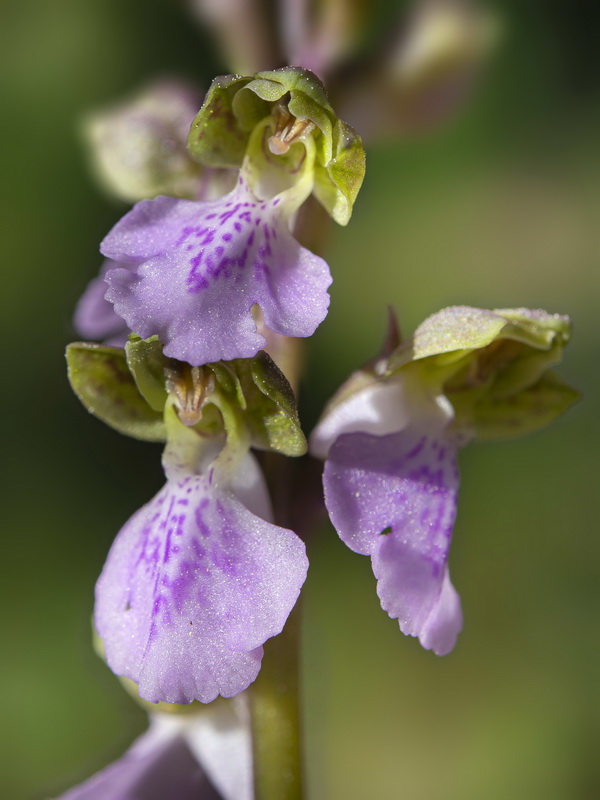 Orchis cazorlensis.22