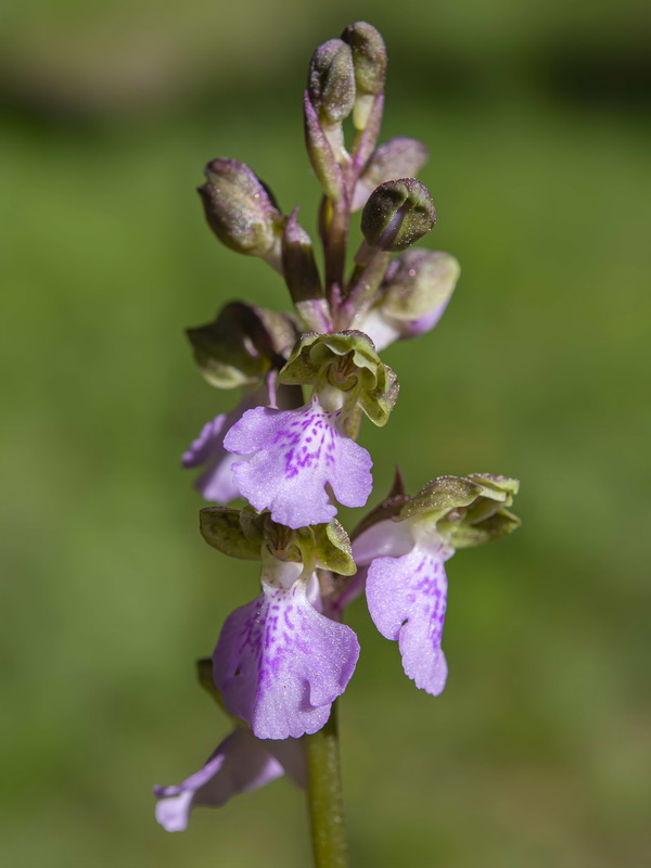 Orchis cazorlensis.23