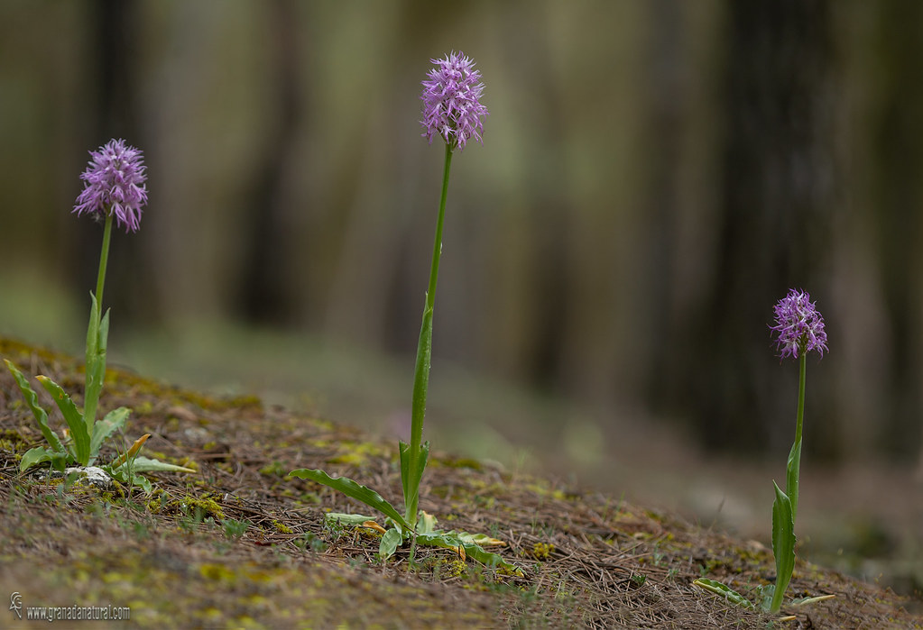 Orchis italica