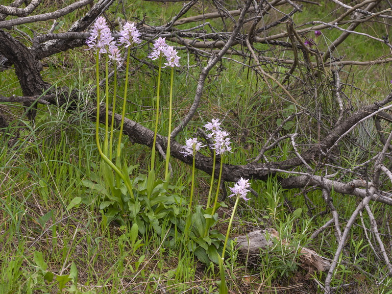 Orchis italica.03