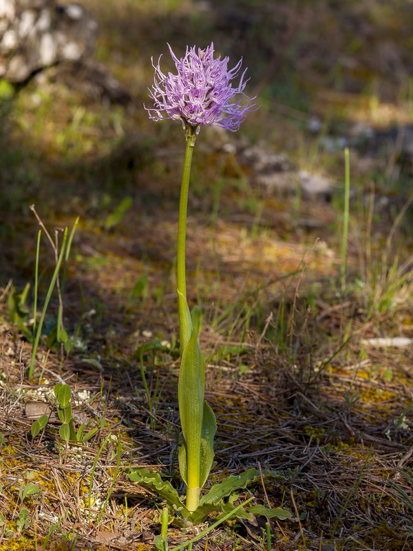 Orchis italica.05