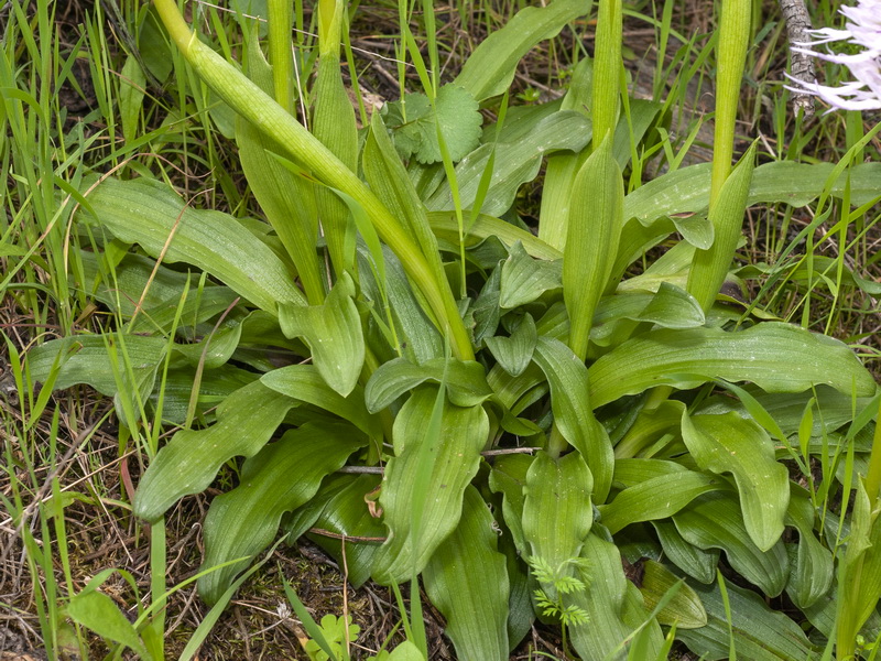 Orchis italica.07