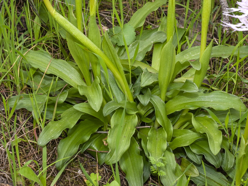 Orchis italica.07