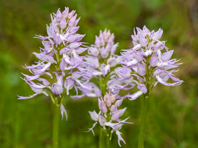 Orchis italica.13