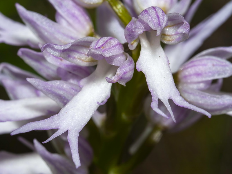 Orchis italica.21