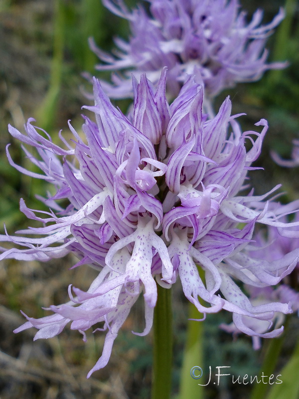 Orchis italica.29