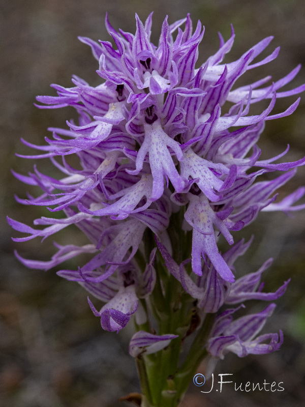 Orchis italica.17