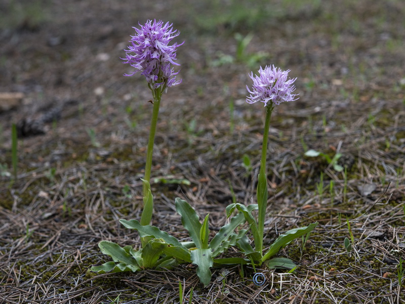 Orchis italica.01