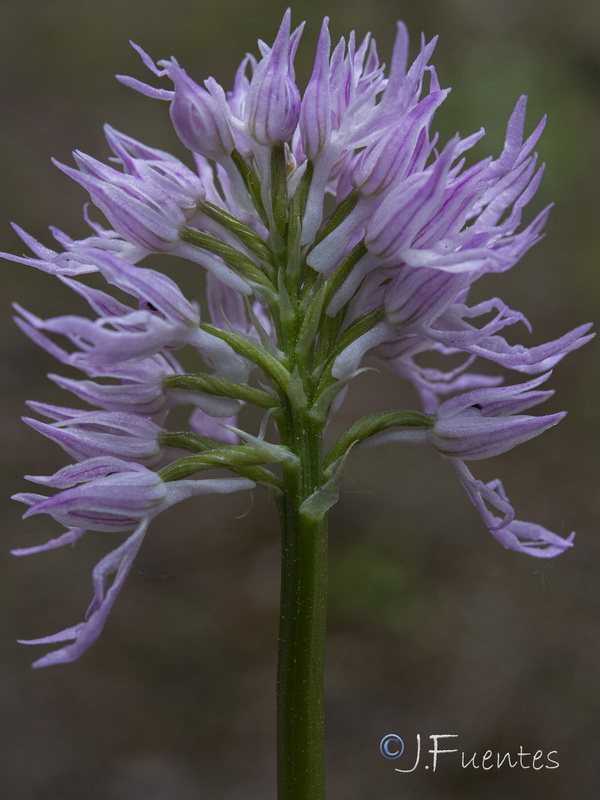 Orchis italica.32