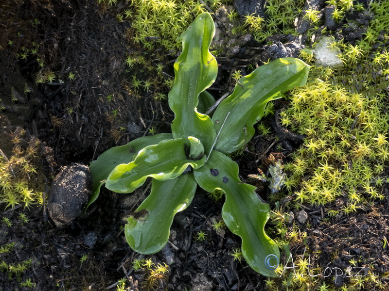Orchis italica.44