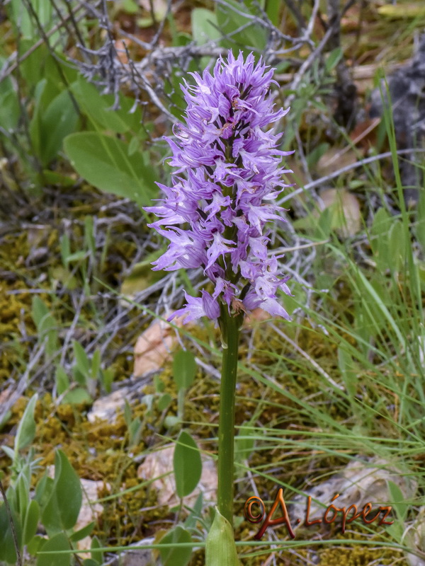 Orchis italica fontinalis.01