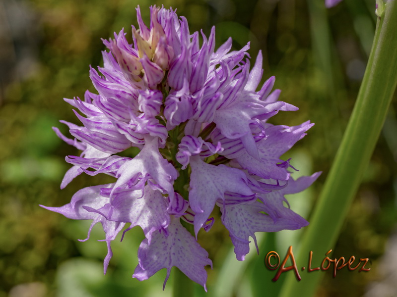 Orchis italica fontinalis.02