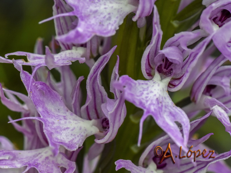 Orchis italica fontinalis.06