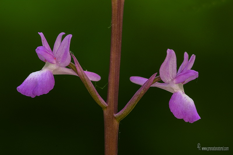 Orchis langei wgl1 alhama alcornocal D04 4141
