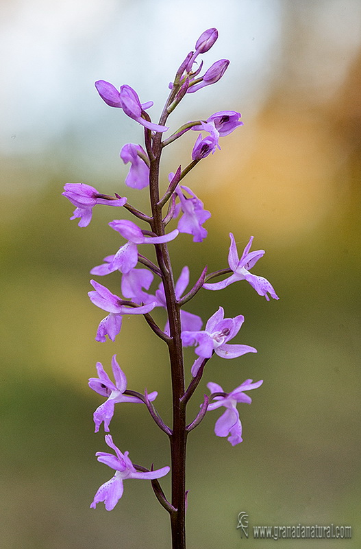 Orchis langei hl wl1D04 2216
