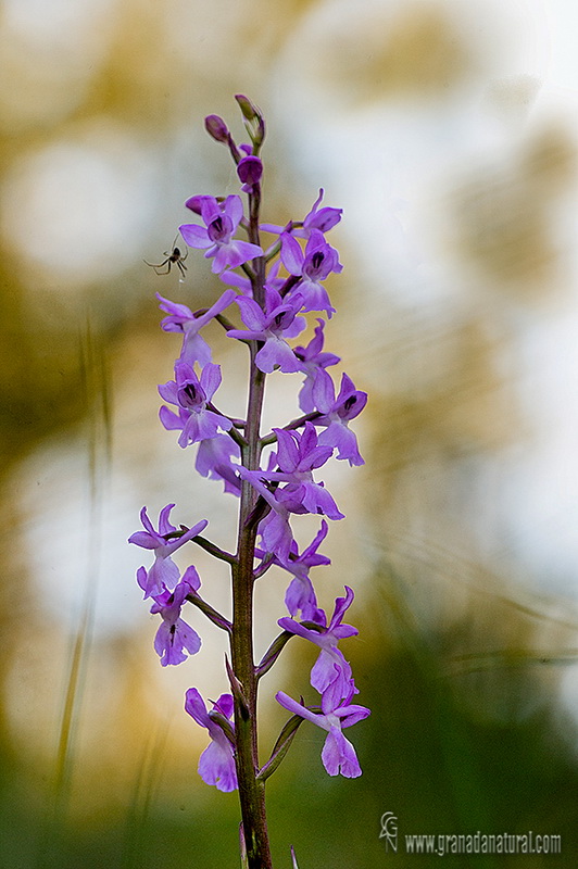 Orchis langei hl 2029 wl1