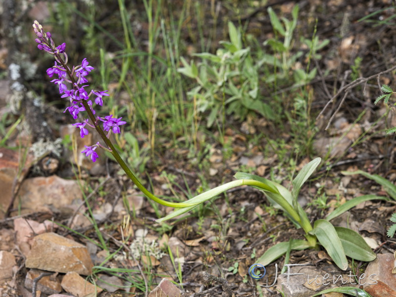 Orchis mascula laxifloriformis.29
