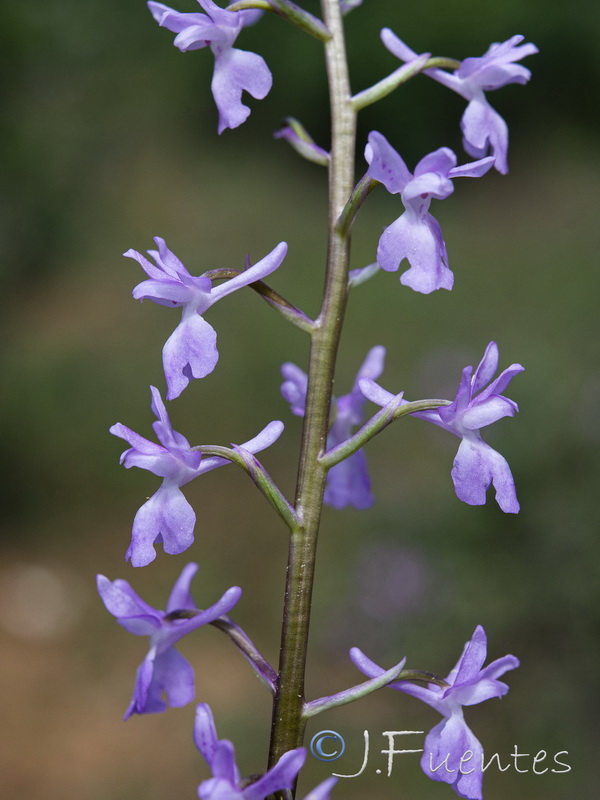 Orchis mascula laxifloriformis.34
