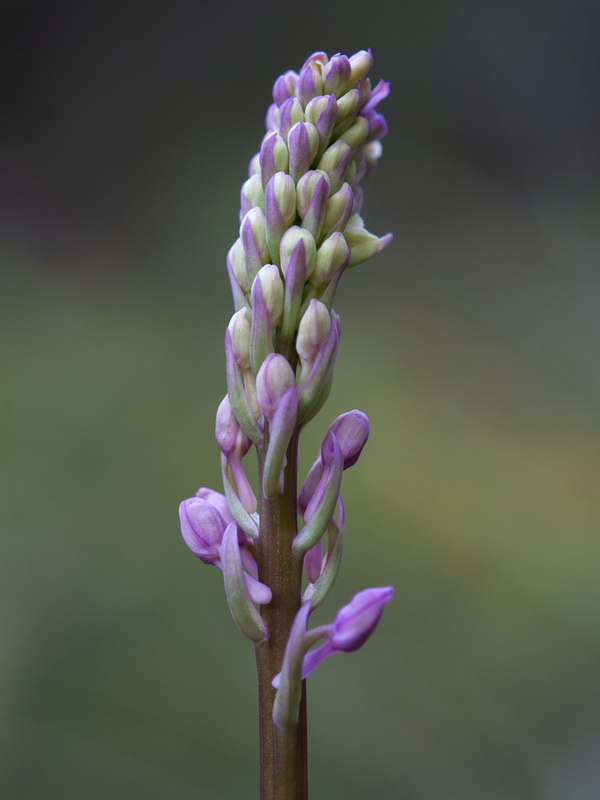 Orchis mascula laxifloriformis 2.10