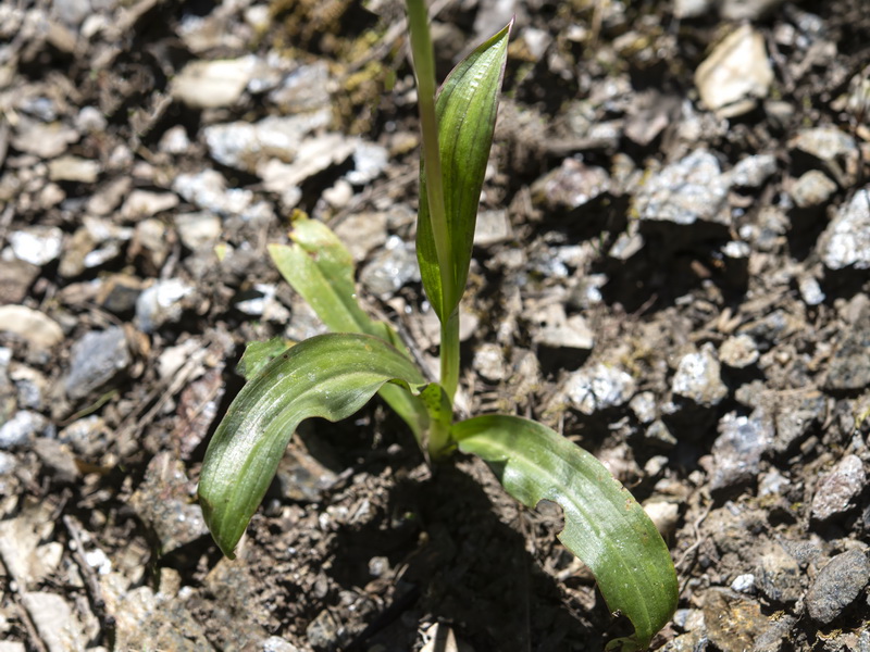 Orchis mascula laxifloriformis 2.11