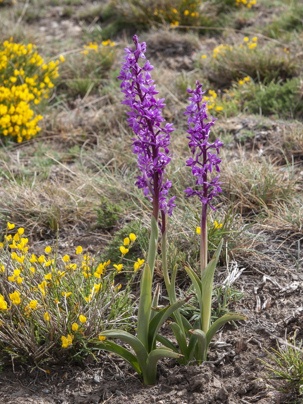 Orchis mascula mascula.01