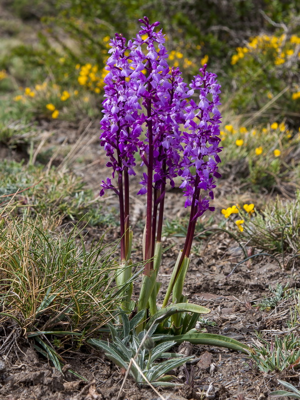 Orchis mascula mascula.03