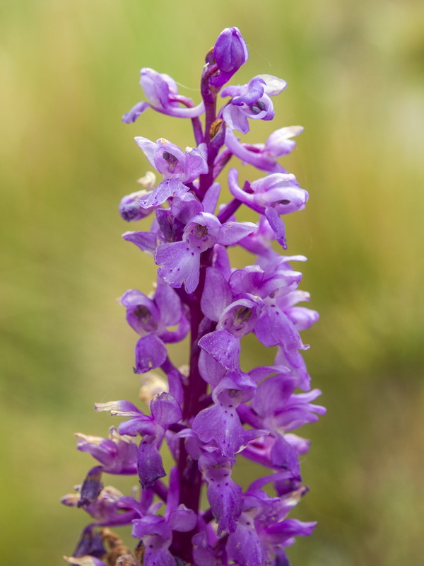 Orchis mascula mascula.08