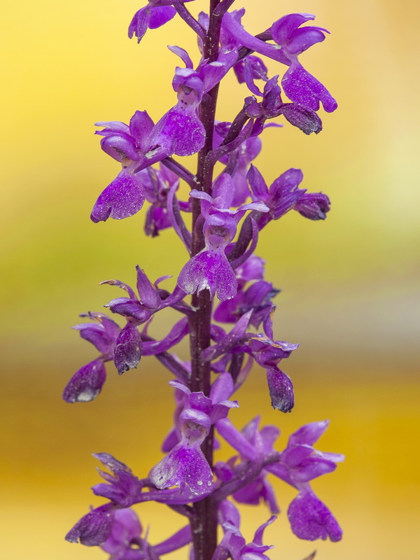 Orchis mascula mascula.13