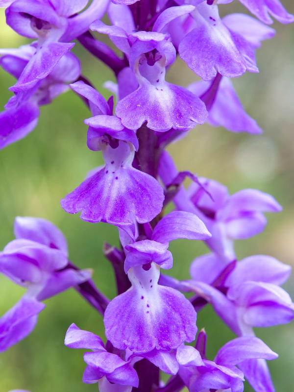 Orchis mascula mascula.15