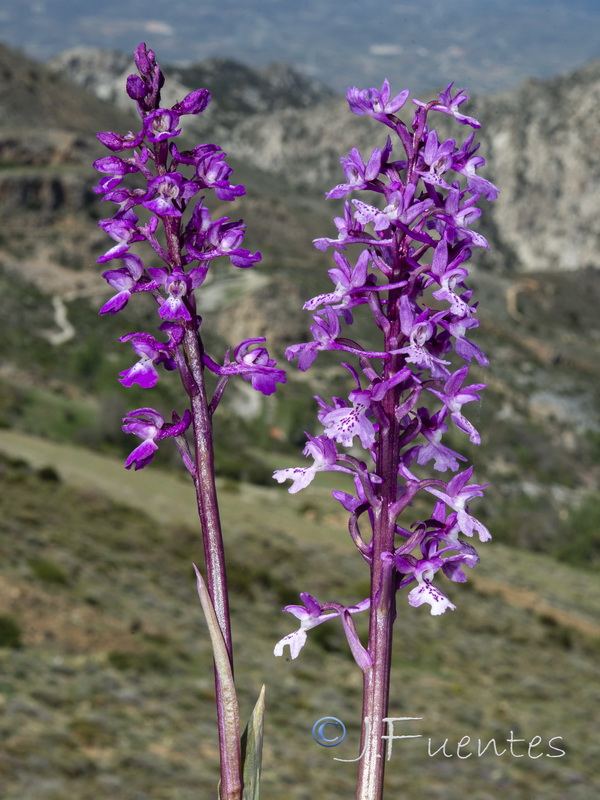 Orchis mascula mascula.26