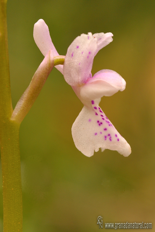 Orchis olbiensis gojar 60411 wl1 DSC 3829