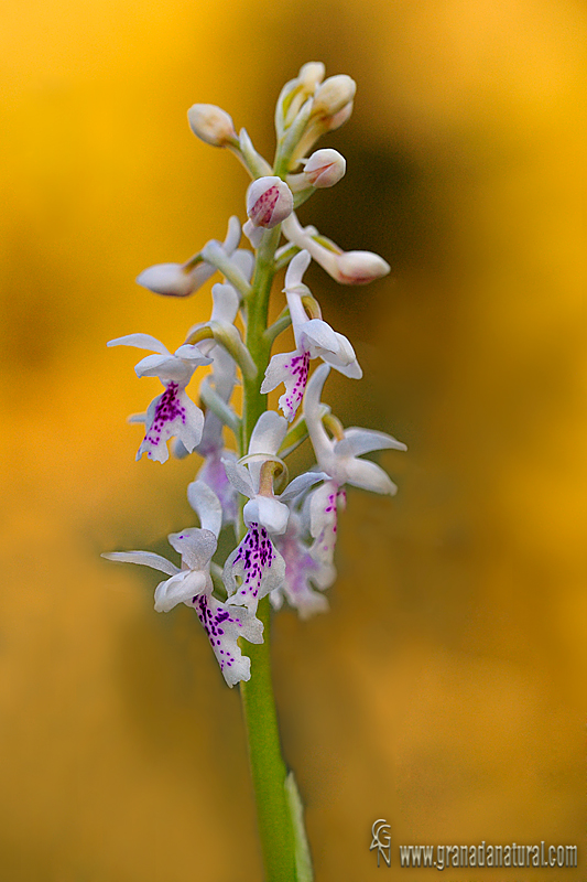 Orchis olbiensis wl1 DSC2391