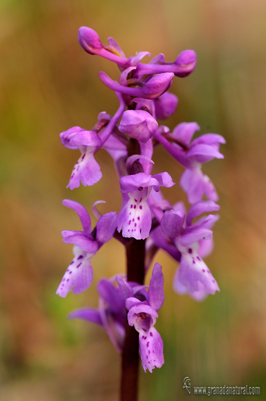 Orchis olbiensis gualchos wl1 260311 dsc 2770