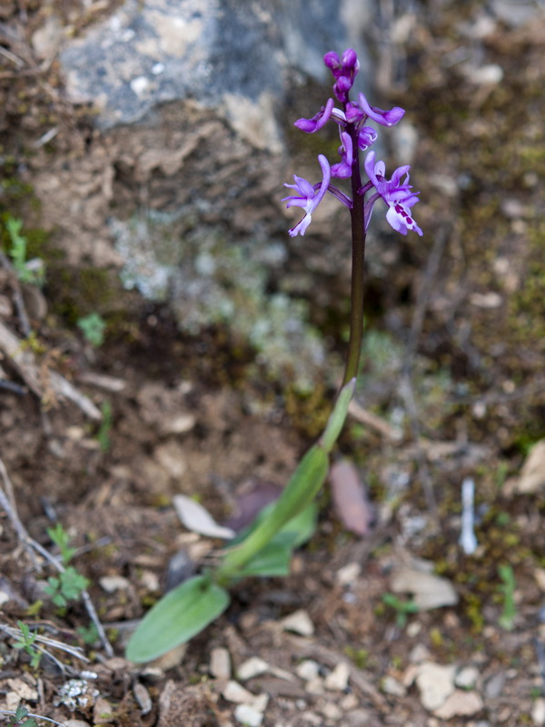 Orchis olbiensis.05