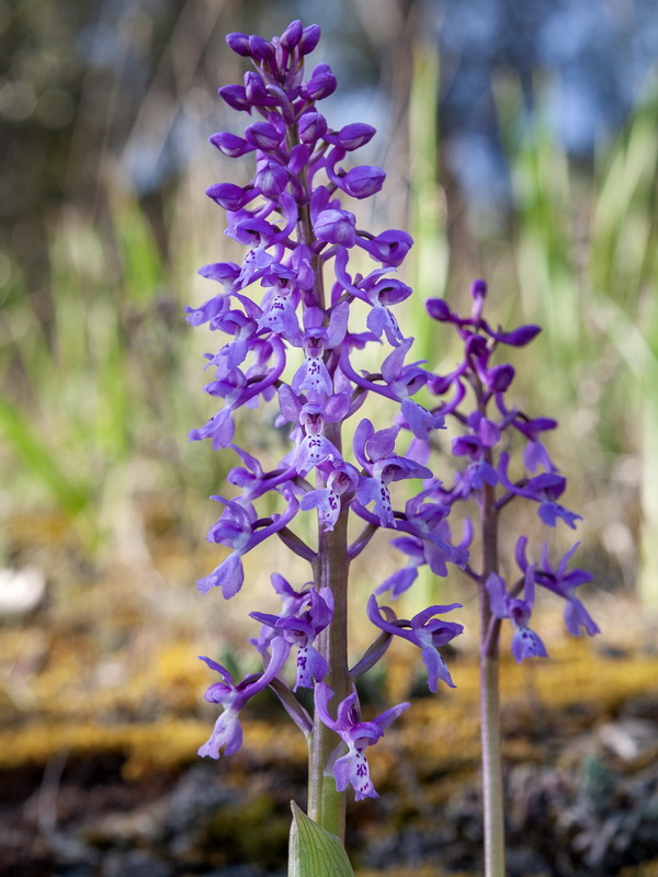Orchis olbiensis.08
